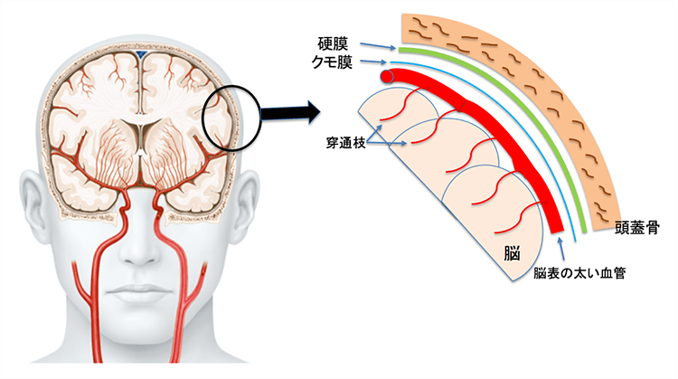 血管と脳の位置関係